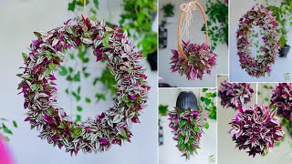 4 Amazing Inch Plant Hanging amp Wreath Ideas  Inch Plant Growing Ideas  Hanging PlantsGREEN DECOR [upl. by Sivra585]