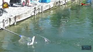 9e match Forelshop Trout Cup 2019  Etangs Yernault te Chapelle LezHerlaimont [upl. by Comras62]