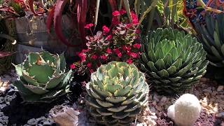 Private Succulent Garden Tour with Laura Eubanks [upl. by Aicram472]