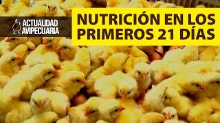 La nutrición en los 21 primeros días del pollo [upl. by Pretrice663]