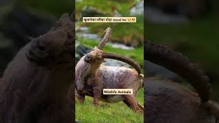 Wildlife Animals Viral moment funnyvideo animalplanet youtubeshorts cat dogs indianastrology [upl. by Adnoral]