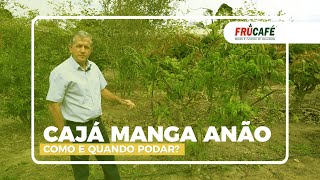 Como Fazer a Poda de Produção do Cajá Manga Anão para Colher Frutos o Ano Todo [upl. by Iahs]