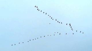 Geese flying in formation [upl. by Ailaroc]