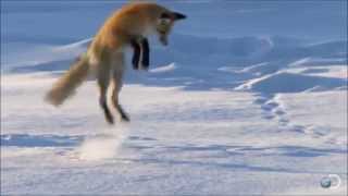 Saut de capture du renard dans la neige [upl. by Art]