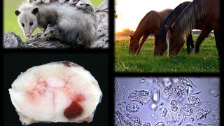 EQUINE PROTOZOAL MYELOENCEPHALITIS EPM [upl. by Fernandez]