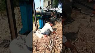 जोनी कोल्हू बहादुरपुर shorts farmer viralvideo viralshortsshort farmers [upl. by Anuait]