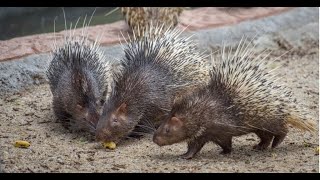 Unbelievable Giant Porcupine [upl. by Alfons]