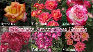 Episode 35 Difference Between HT Flory Grandiflora Mini Poly and Talk variety of roses [upl. by Rafaello]