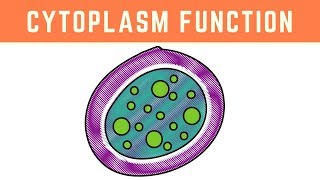 Cytoplasm Function  More than just the clear liquid of the Cell [upl. by Esnohpla]