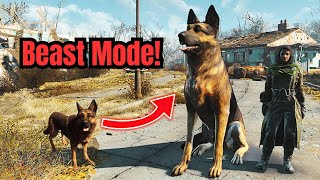 All You Need To Know About DOGMEAT To Make Him a BEAST  Fallout 4 Guide [upl. by Kalam]