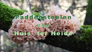 paddenstoelen van Huis ter Heide [upl. by Arabel]