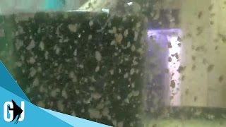 246 Daphnia Magna Culture in the Fishroom  Update Monday [upl. by Horwath9]