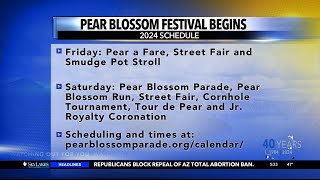 Pear Blossom Festival begins [upl. by Caldwell]