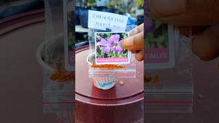 How to grow cheiranthus maritimus flower from seeds youtubeshorts shortsfeed rooftopgardens [upl. by Aduhey476]