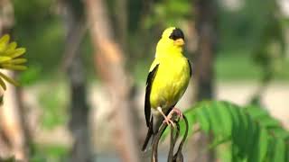 Goldfinch Singing [upl. by Retsub]