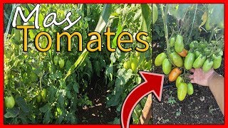 🍅¿Tus TOMATES no dan Frutos Fertilizar Tomates Polinizar Tomates Plantar Tomates cuidar Tomates [upl. by Reggis]