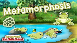 Metamorphosis  Frogs Life Cycle Song for Kids  Jack Hartmann [upl. by Lallage619]