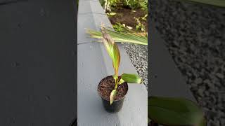 Ensete ventricosum plug plant tropical plants garden gardening ytshorts [upl. by Chuck]