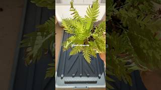 Pruning my blechnum fern🪴 plants plantlover indoorplants houseplants ferns pruning fyp fy [upl. by Gorman]