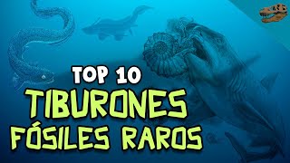 Top 10 Tiburones fósiles RAROS [upl. by Inanaup]