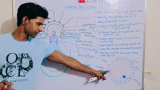 Nuclear Pore Complex Explained Bsc 1st semester zoology NPC structure Nuclear envelope [upl. by Yrakcaz]