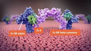 NUCALA® mepolizumab Mode of Action in Severe Refractory Eosinophilic Asthma  GSK [upl. by Roseline179]