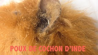 quotPouxquot de cochon dinde [upl. by Baler]