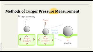 Relationship between Turgor Pressure and Tissue Rigidity [upl. by Yornoc69]