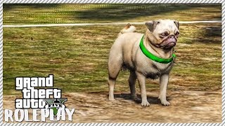 GTA 5 ROLEPLAY  Adopting NEW Pet Dog  Ep 151 Civ [upl. by Ahcas]