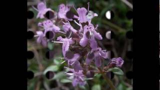 Sandy Denny  Fotheringay  Wild Mountain Thyme [upl. by Roz749]