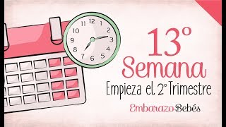 SEMANA 13 de Embarazo  3º Mes  Semana a semana [upl. by Eddra]