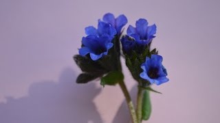 PULMONARIA Pulmonaria officinalis Plantas medicinales [upl. by Pallaten]