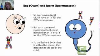 Genes Genetics and Genetic Inheritance How Does Genetic Inheritance Work [upl. by Kenrick]