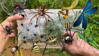 Hunting spiders using traditional tools‼️catch baby spiders praying mantises damselflies [upl. by Bret]