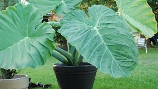 Planting ear bulb in small container indoors garden [upl. by Enalda808]