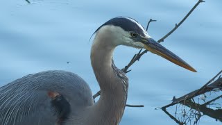 Herons Have a Secret Weapon for Catching Fish [upl. by Pejsach]