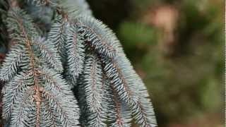 Home and Garden Landscape  Top Five Pine Trees [upl. by Hut]