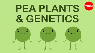 How Mendels pea plants helped us understand genetics  Hortensia Jiménez Díaz [upl. by Leuqram]