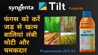 Syngenta Tilt Fungicide  Propiconazole 25 EC  Rust amp Sheath Blight  फंगस से फसल को कैसे नियंत्रण [upl. by Nedda]