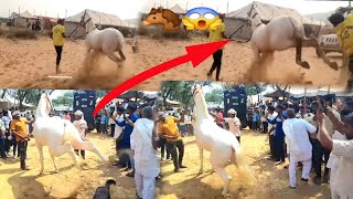 horse mela puskar मुकसर और पुष्कर 2024 क खतरनाक धोङे वापस trending [upl. by Etnasa]