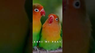 Sarfaraz chakor lover Birdsanimalsmillionaire song yo yo Honey Singh songviral [upl. by Brittney]