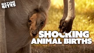 SHOCKING Animal Births  The Secret Life of the Zoo and More  Nature Bites [upl. by Egreog735]