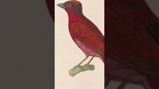 Red Crowned Ant Tanager Song Video Nature Sounds Birds [upl. by Adnilreb]