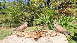 🔴247 LIVE Nature TV Cute Birds Squirrels on a Beautiful Fall Day [upl. by Anilrac]