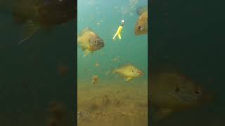 Underwater Fishing Footage Panfish Perch Bass capecod fishing gopro fish underwaterfootage [upl. by Sachiko]