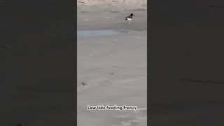 birds wildlife nature beach shorebirds predator predatorybirds oystercatcher hunting [upl. by Felicle]