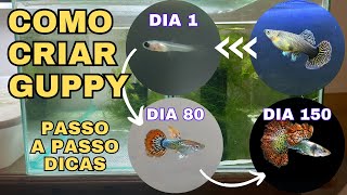 COMO CRIAR O PEIXE GUPPY  LEBISTE [upl. by Paresh]