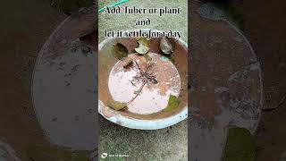 How to build Water Lily Pond at home pond fishponds waterlily [upl. by Ennaisoj]