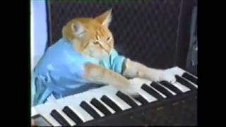 TALENTED CAT PLAYS HVALA TI ARKANE [upl. by Clorinda]