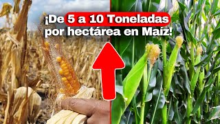 🌽 ¿Cómo pasar de 5 a 10 Toneladas por hectárea en Maíz [upl. by Akineg414]